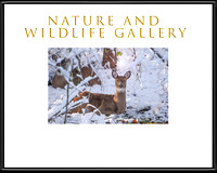 Nature and Wildlife Gallery
