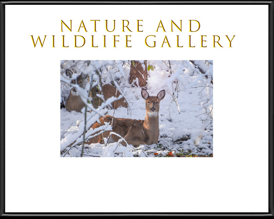 NATURE AND WILDLIFE GALLERY COVER PHOTO