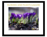flowers and plants gallery cover