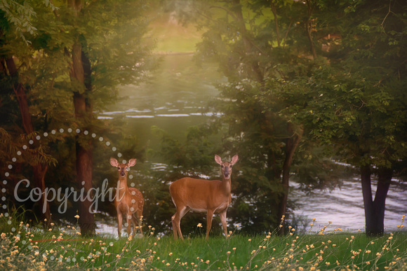 Early Morning Deer Delight
