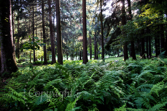 FOREST OF FERNS