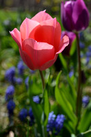 PINK AND PURPLE TULIPS