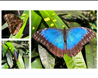 Blue Morpho 8x10 Collage