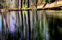 SHIMMERING REFLECTIONS ON SPRING POND