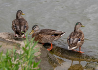 Ducks on Lake Erie