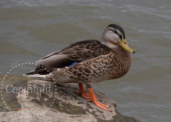 Mallard Duck on Lake Erie