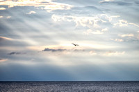 Seagull over Lake Erie