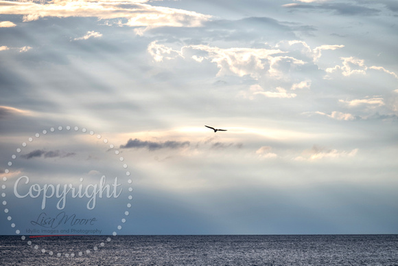 Seagull over Lake Erie
