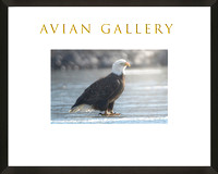 AVIAN GALLERY COVER PHOTO