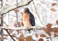 Hawk in the Woods