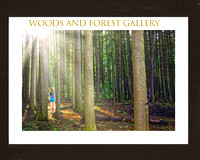 Beautiful Woods and Forests Gallery