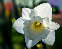 Delicate Daffodil