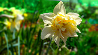 Fragrant Daffodil