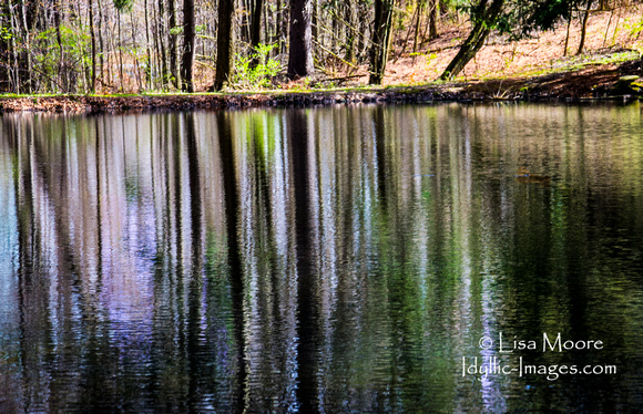 SHIMMERING REFLECTIONS ON SPRING POND