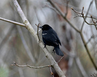 Tri Colored Blackbird 3