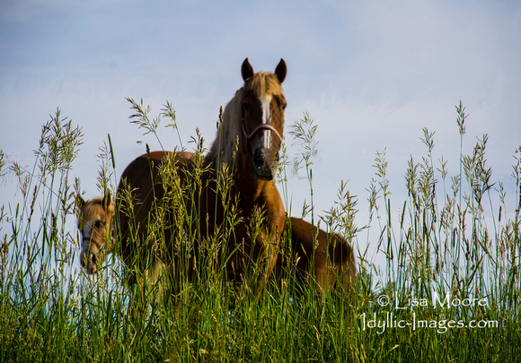 HORSES IN THE MEADOW