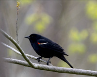 Tri-Colored Blackbird