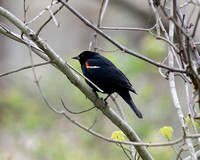 Tri Colored Blackbird 2