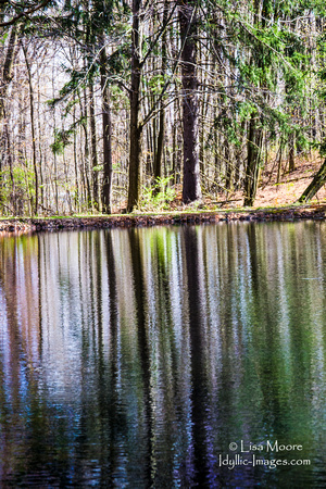 AMAZING REFLECTIONS ON THE SPRING POND