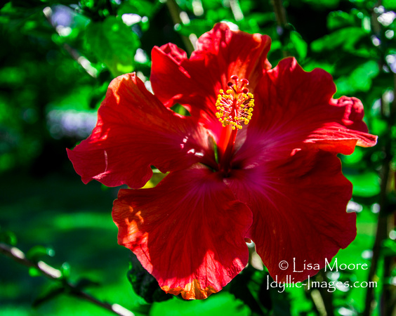 RED TROPICAL HIBISCUS