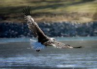 Eagle Flying Over the Lake