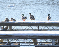Ducks on the Dock